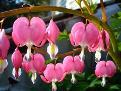 Bleeding Heart 03