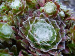 Cobweb Hens and Chicks 02