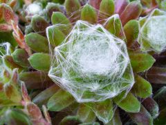 Cobweb Hens and Chicks 03