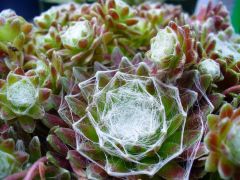 Cobweb Hens and Chicks 04