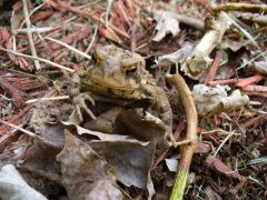 Garden Toad 01