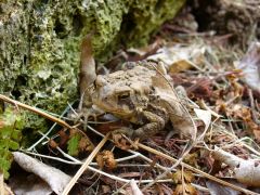 Garden Toad 03