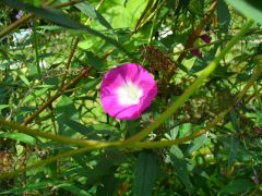 Morning Glory 01