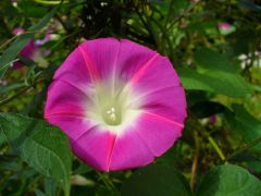 Morning Glory 02