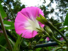 Morning Glory 04