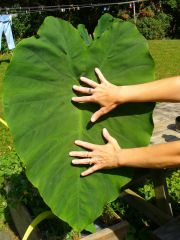 Elephant Ear 03