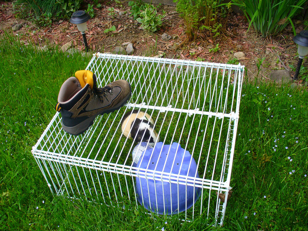 Guinea Pig outside cage 02