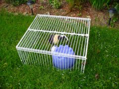 Guinea Pig outside cage 01