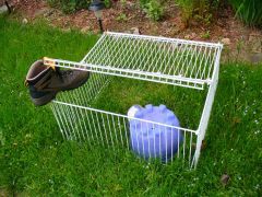 Guinea Pig outside cage 03