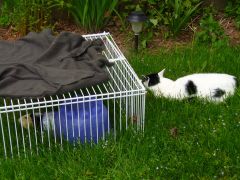 Guinea Pig outside cage 04