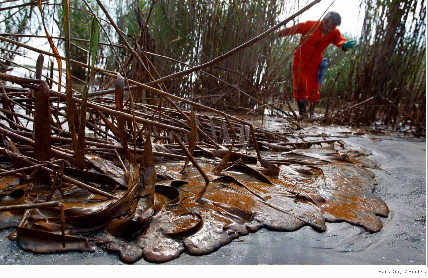 Greenpeace marine biologist Paul Horsman surveys oil pooled between reeds 
5-17-10