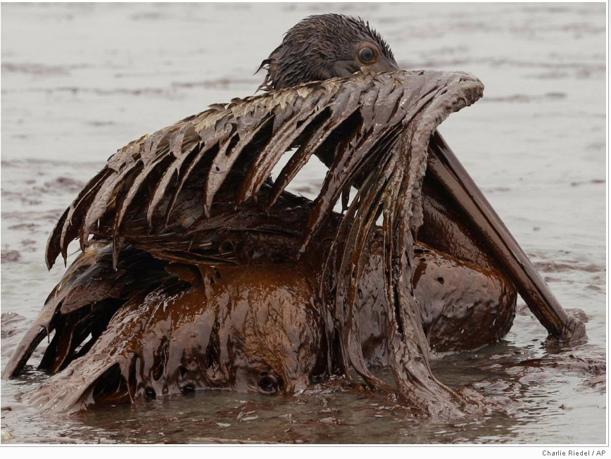A brown pelican covered in oil sits on the beach at East Grand Terre Island along the Louisiana coast on Thursday, June 3. Oil from the Deepwater Horizon has affected wildlife throughout the Gulf of Mexico