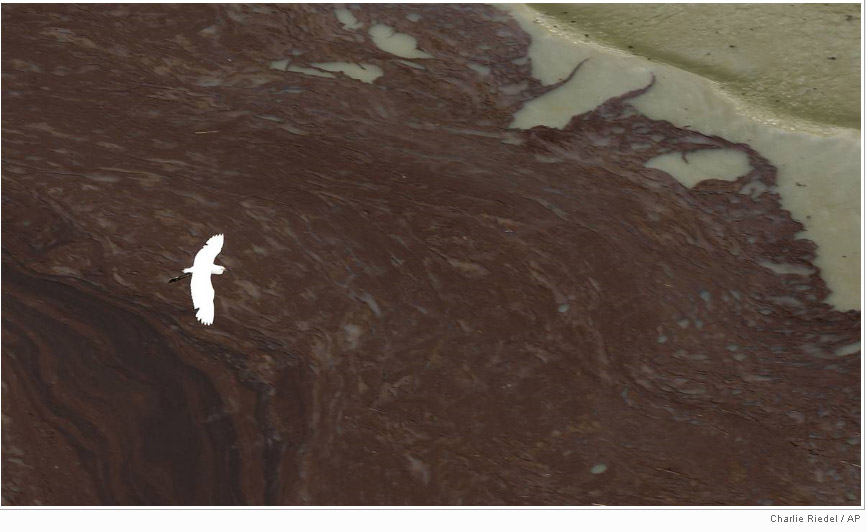 A bird flies above oil in the Gulf of Mexico off of East Grand Terre Island along the Louisiana coast on June 3.