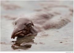 A sea bird is mired in oil on the beach at East Grand Terre Island along the Louisiana coast Thursday, June 3.