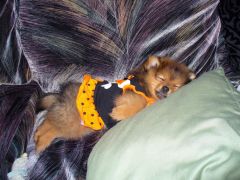 chu asleep in her halloween dress