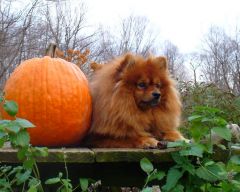 chu with her pumpkin