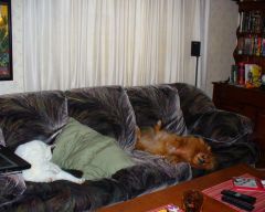 couch buddies