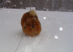 chu running to me in the snow