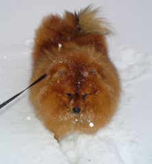 lil snow dog