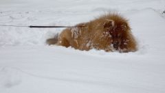 laying in the snow