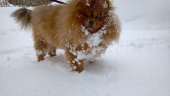 snow beard