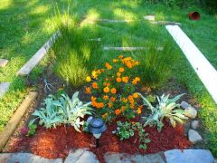 Lambs Ear, Scotch Broom, ageratium, marigold, vinca