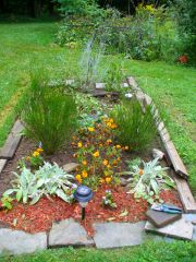 added salvia, sage, roses, coreopsis, vinca, echenacia, veronica