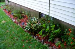 lavender, mini rose, fern, hydrangea, nip patch after 2 weeks to settle in