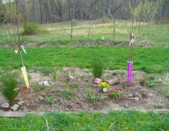 fruit trees, Scotch Broom, Ever Bearing Strawberries. 4.24.08