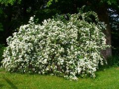 bridal wreath
6/08