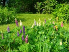 Lupine in bloom
6/08
