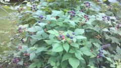 Black Raspberries