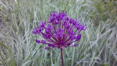 Allium