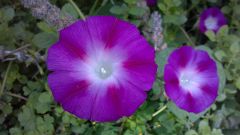 Morning Glory