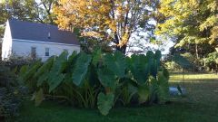 Elephant Ears Garden Wall 2